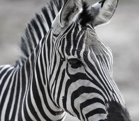 Fototapeta na wymiar portrait of a zebra closeup