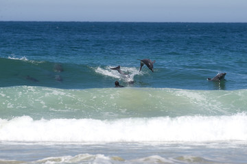 Dolphins jump playfully