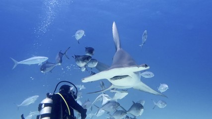 Portrait of a diver while he is filming a hammerhead shark. Concept: Nature, holidays, passion - obrazy, fototapety, plakaty