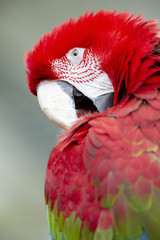 Red Macaw isolated from background