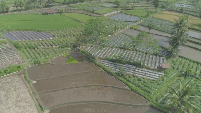 New rice farm with bird flying aerial footage,  Yogyakarta, Indonesia - April 2018