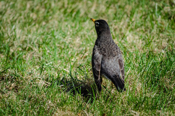 American Robin