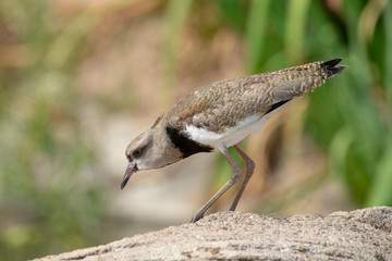 Young Southern Lapwing (Vanellus Chilensis)
