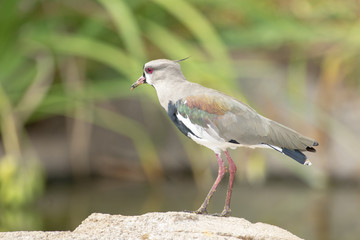 Southern Lapwing (Vanellus Chilensis)