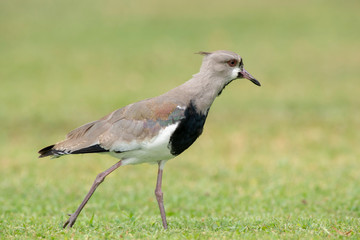Young Southern Lapwing (Vanellus Chilensis)