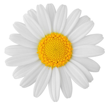 Lovely white Daisy (Marguerite) isolated on white background, including clipping path. Germany