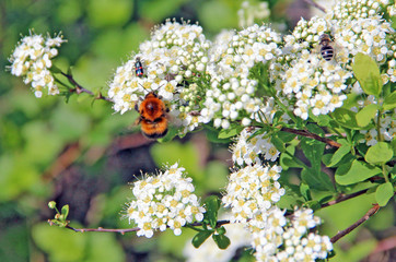 Bumblebee flying over a blooming white bush