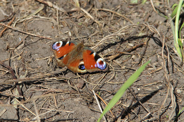 Awesome butterfly on the ground