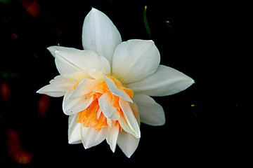 An amazing flower with gentle white and yellow petals