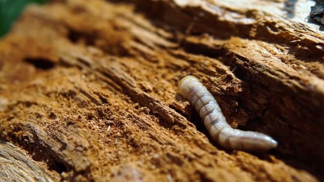 Big roundheaded borers woodcutter (Cerambycidae), larva of the Longhorned Beetle, construction wooden beams destroyed by insect attack, disease of the tree, pests of wood