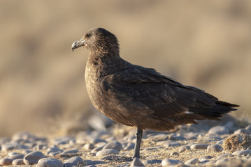 Great Skua (Stercorarius skua).
