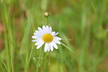 ein Gänseblümchen auf der Wiese © Manfred Richter