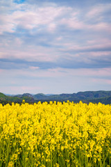 Obraz premium Rapeseed field in sunset