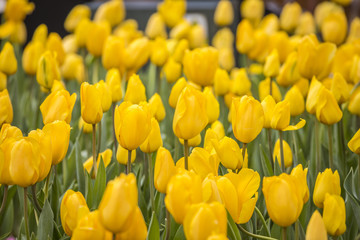 Fototapeta premium Flowers in Everland, South Korea