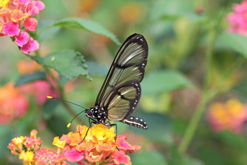 papillon qui butine © helenedevun