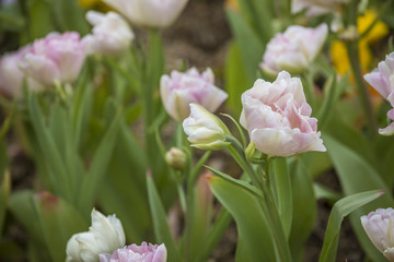 Flowers in Everland, South Korea