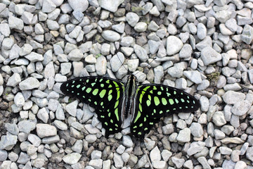 Fototapeta na wymiar papillon sur le gravier