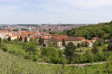 Fototapeta premium View on the spring Prague City with the green Nature and flowering Trees, Czech Republic