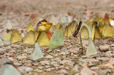 Butterflies  eats minerals in  Kaeng Krachan National Park, Thailand.