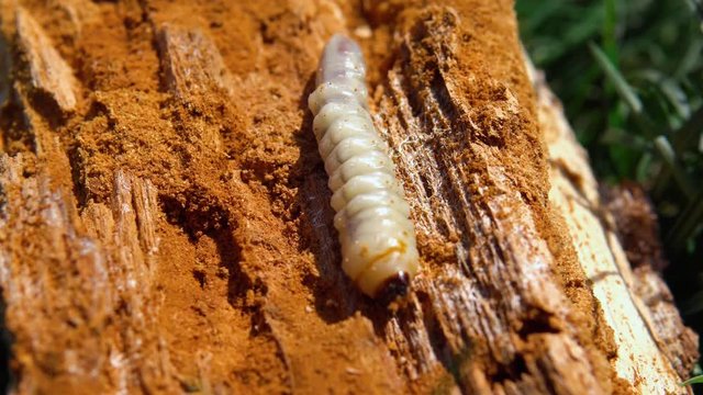 Big roundheaded borers woodcutter (Cerambycidae), larva of the Longhorned Beetle, construction wooden beams destroyed by insect attack, disease of the tree, pests of wood