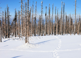 Bayerischer Wald tote Bäume Borkenkäfer Winter