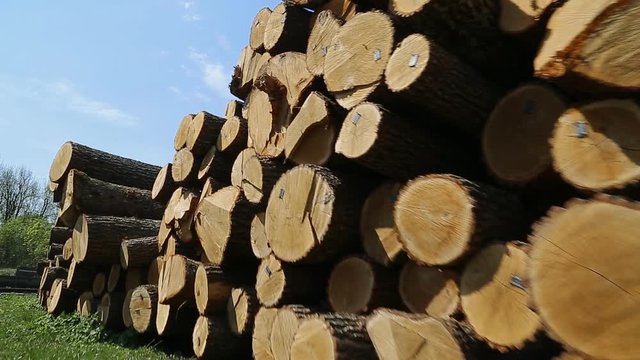 Wooden logs at the sawmill