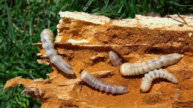 Big roundheaded borers woodcutter (Cerambycidae), larva of the Longhorned Beetle, construction wooden beams destroyed by insect attack, disease of the tree, pests of wood