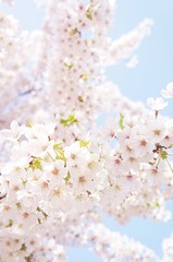 桜　sakura  © 彩乃 牟田