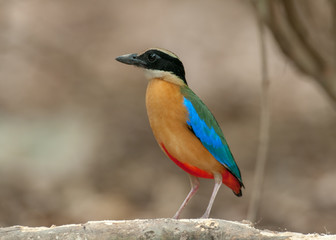 Blue wing Pitta, Colorful lovely bird.