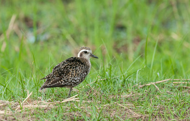 Pacific Golden Plover