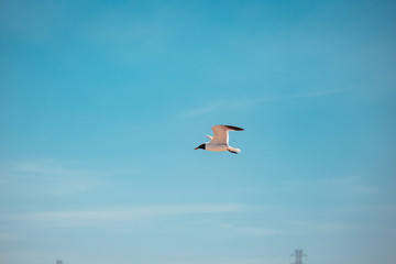 Freeflying