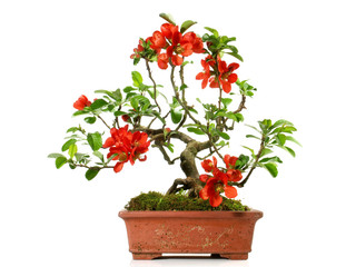Bonsai - Blüte