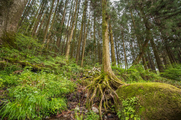 ・木・コケ・幹