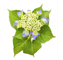 Beautiful Sawn Hydrangea (Hortensia, Hortensie) isolated on white background, including clipping path. Germany