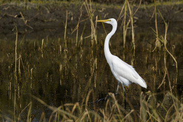 Image of Great Egret(Ardea alba) on the natural background. Heron, White Birds, Animal.