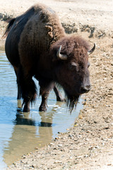 American bison