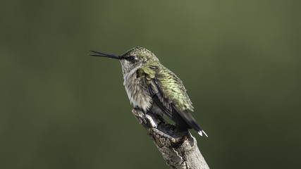 Chattering Hummingbird