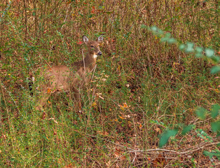 Virginia white-tail doe in scrub brush, camoflaged by scrub brush, and blending with environment.