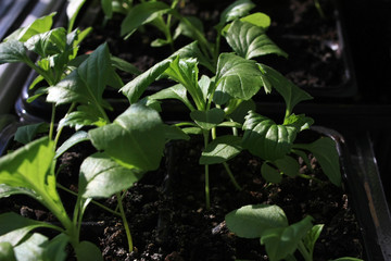 Young sprouts of pepper