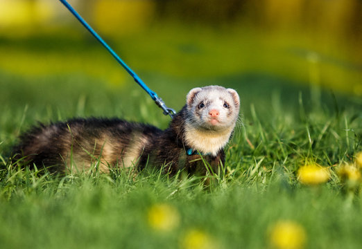 ferret in the grass