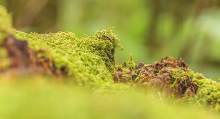 Makroaufnahmne eines moosbewachsenen Baumstammes mit Unschärfe fotografiert tagsüber in...