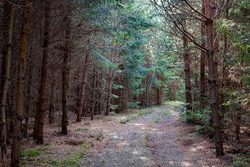 A fairy path through a young coniferous forest