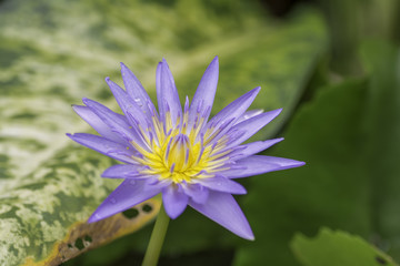 The four beautiful Lotus bloom.