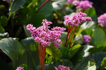 Bergenia stracheyi (Himaraya yukinoshita)
