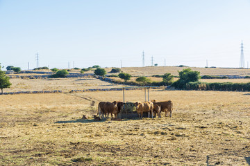 Herd of cows between fields in Sicily, Italy