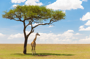animals, nature and african wildlife concept - one giraffe standing under a tree in maasai mara national reserve savanna - obrazy, fototapety, plakaty