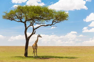 Foto op Aluminium animals, nature and african wildlife concept - one giraffe standing under a tree in maasai mara national reserve savanna © Syda Productions