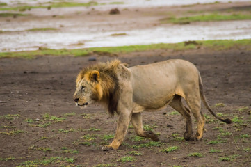 Obraz na płótnie Canvas Old lion walking in the savannah of Amboseli Park