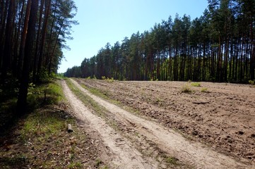 Fototapeta na wymiar A sandy dirt road through a pine forest. On one side of the road a glade is visible: an artificially made firebreak