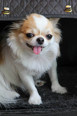 White and brown female Chihuahua dog sitting in the black bag.